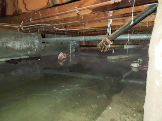 Best Local water damage restoration  in San Leon, TX